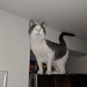 Meet your Posher, Sam